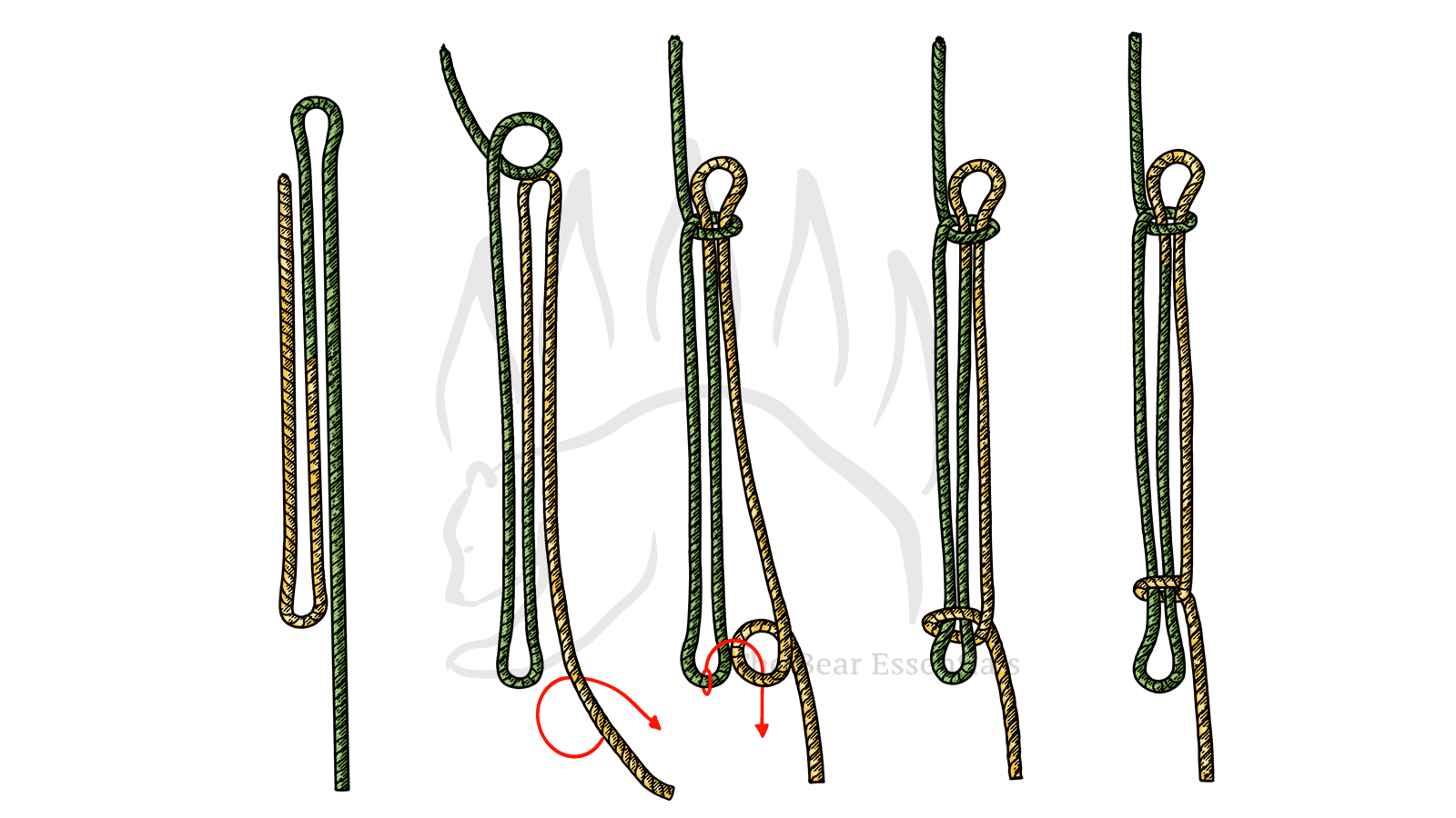 Step-by-step guide showing how to tie the Sheepshank knot in rope.