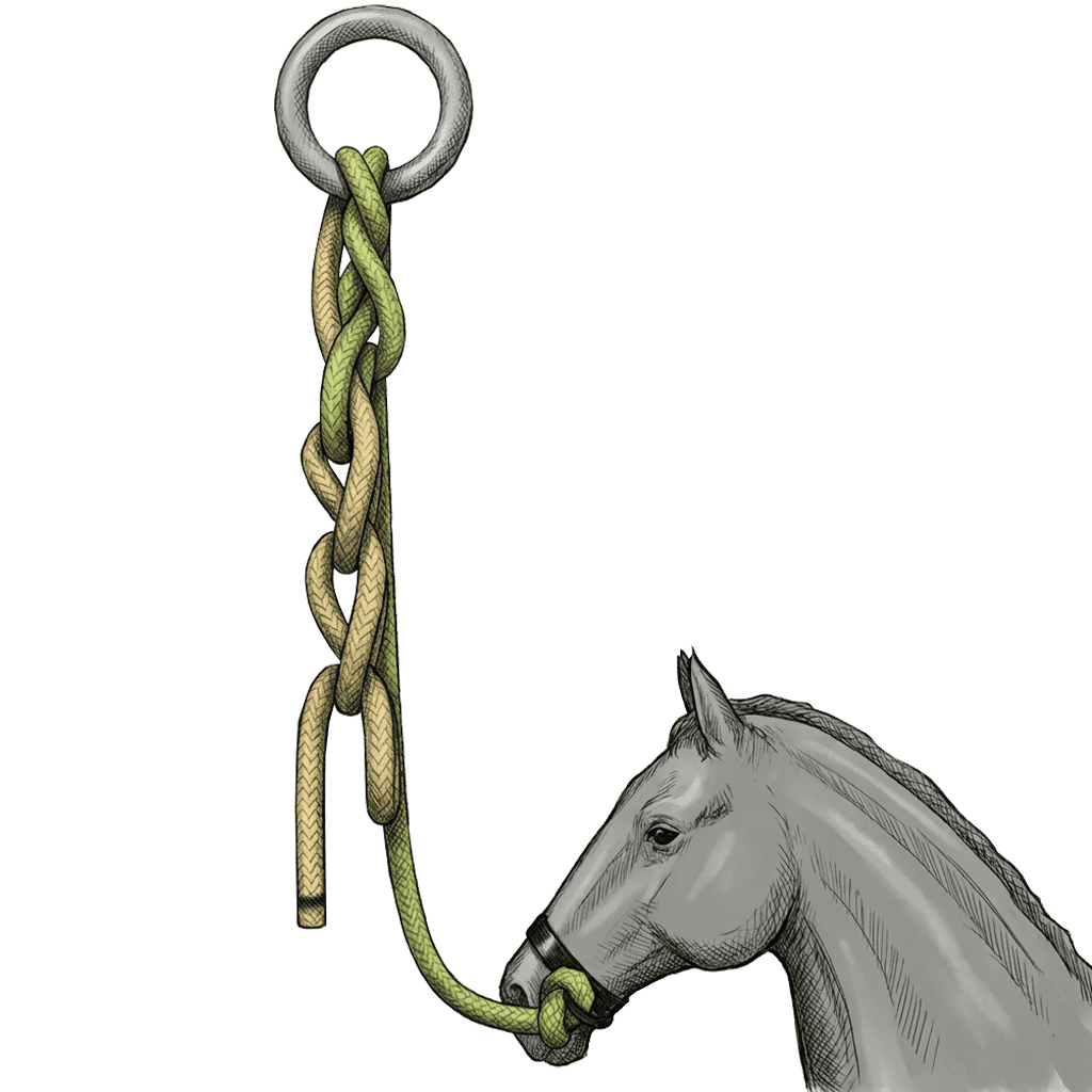 Illustration of the completed Ring Hitch tied to a fixed ring, with the release tail hanging free.